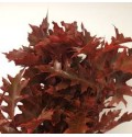 ΠΛΑΤΑΝΟΦΥΛΛΑ KOKKINA  QUERCUS  RUBRA ROD
